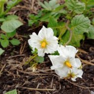 Flower of the wild potato species Solanum hypacrarthrum