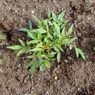 Emerging plant of the wild potato species Solanum jamesii