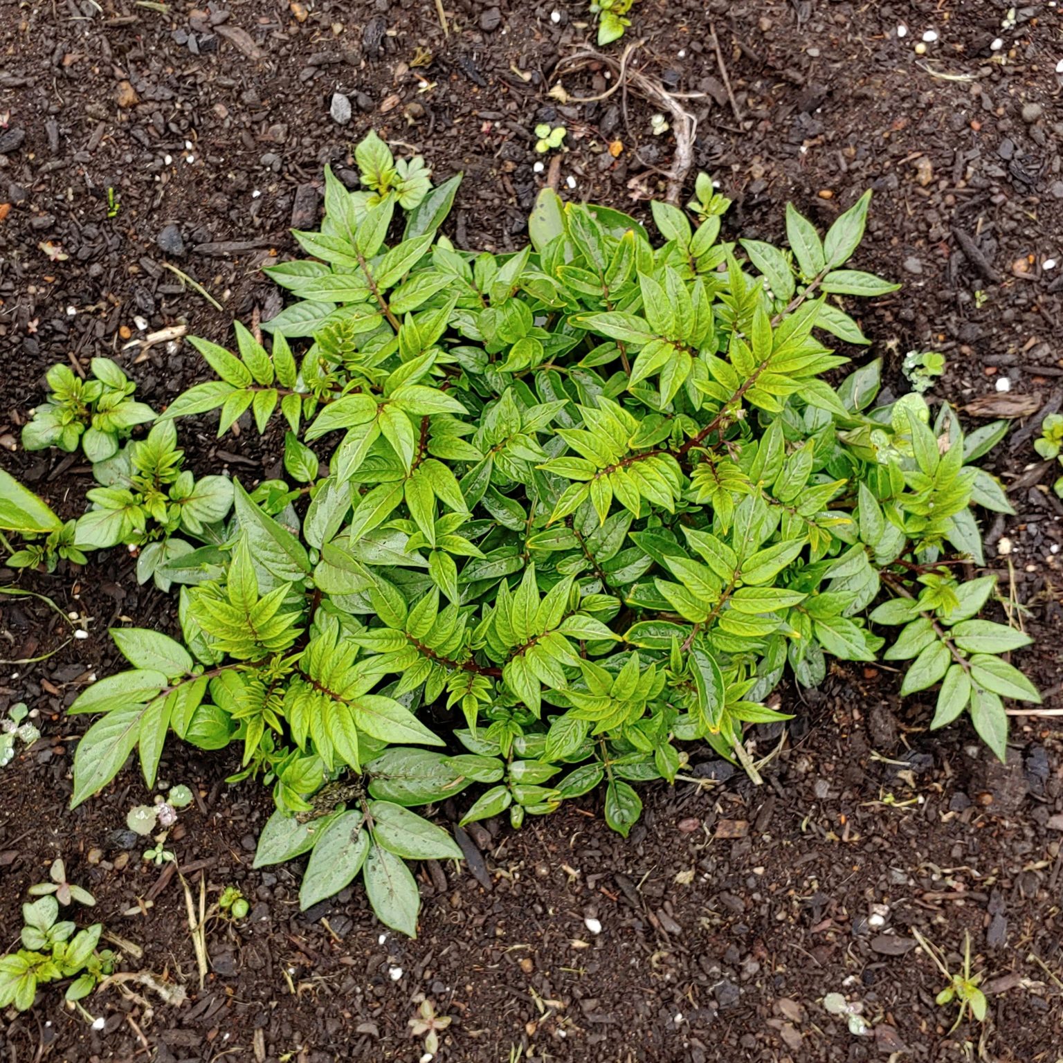 Aerial plant of the wild potato species Solanum longiconicum