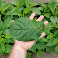 Leaf of the wild potato species Solanum maglia