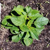 Plant of the wild potato species Solanum maglia