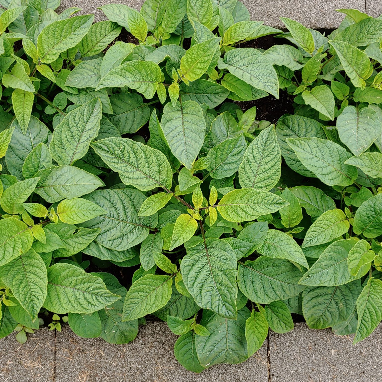 Aerial plants of the wild potato species Solanum maglia