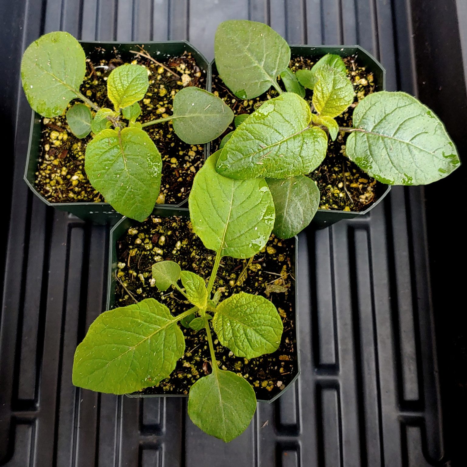 Seedlings of Solanum maglia x domesticated diploid crosses