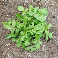 Aerial plant of the wild potato species Solanum scabrifolium