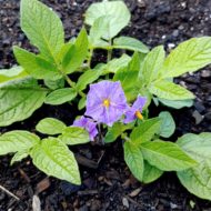 Flower of the wild potato species Solanum x edinense