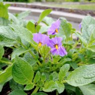 Flowers of the wild potato species Solanum x edinense