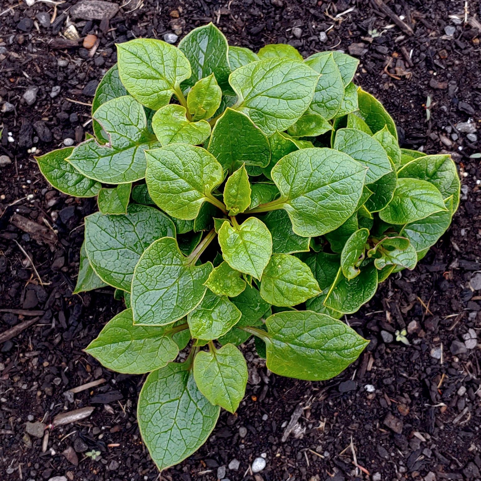 Aerial plant of the Cultivariable original ulluco (Ullucus tuberosus) variety 'Tatsolo'