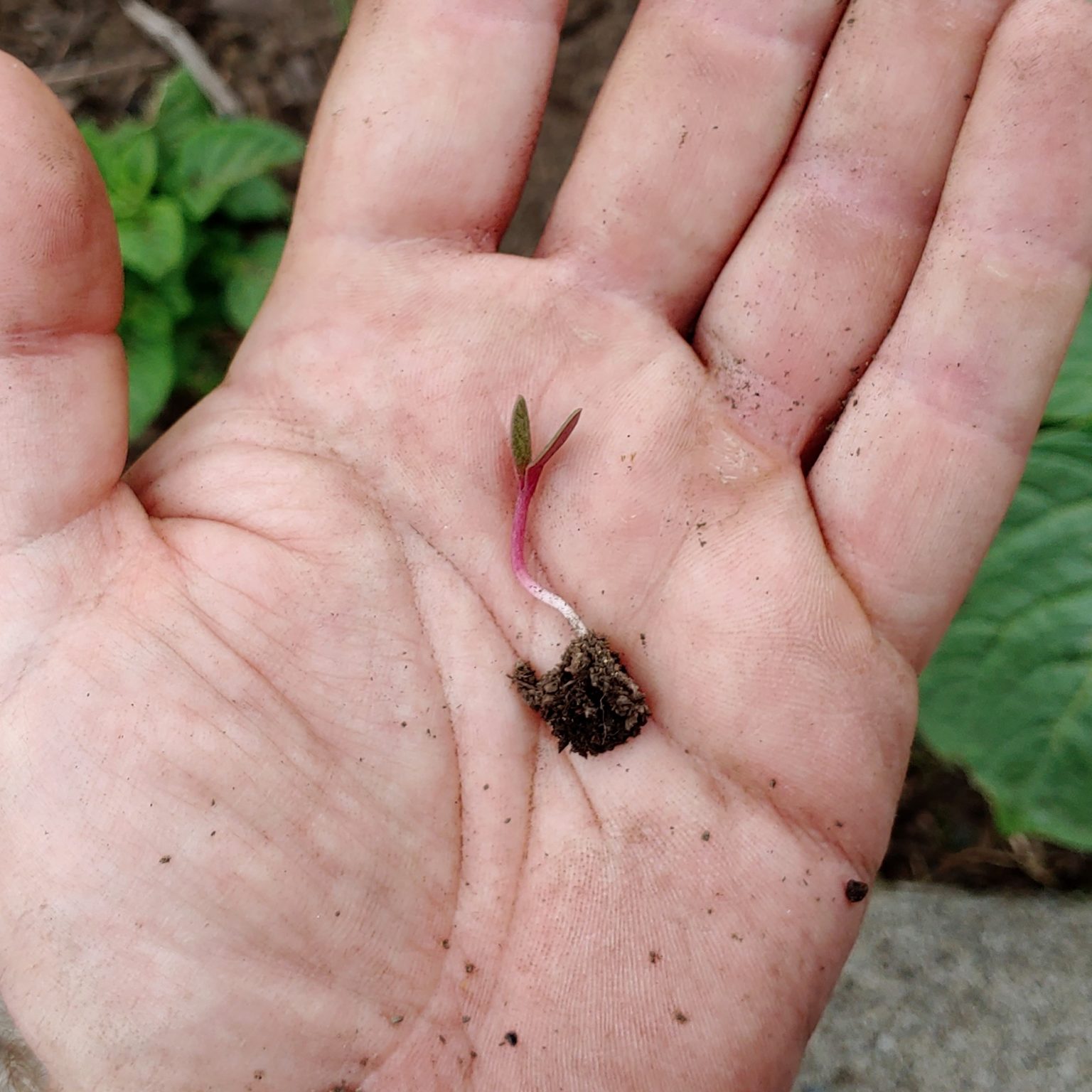 A volunteer ulluco (Ullucus tuberosus) seedling