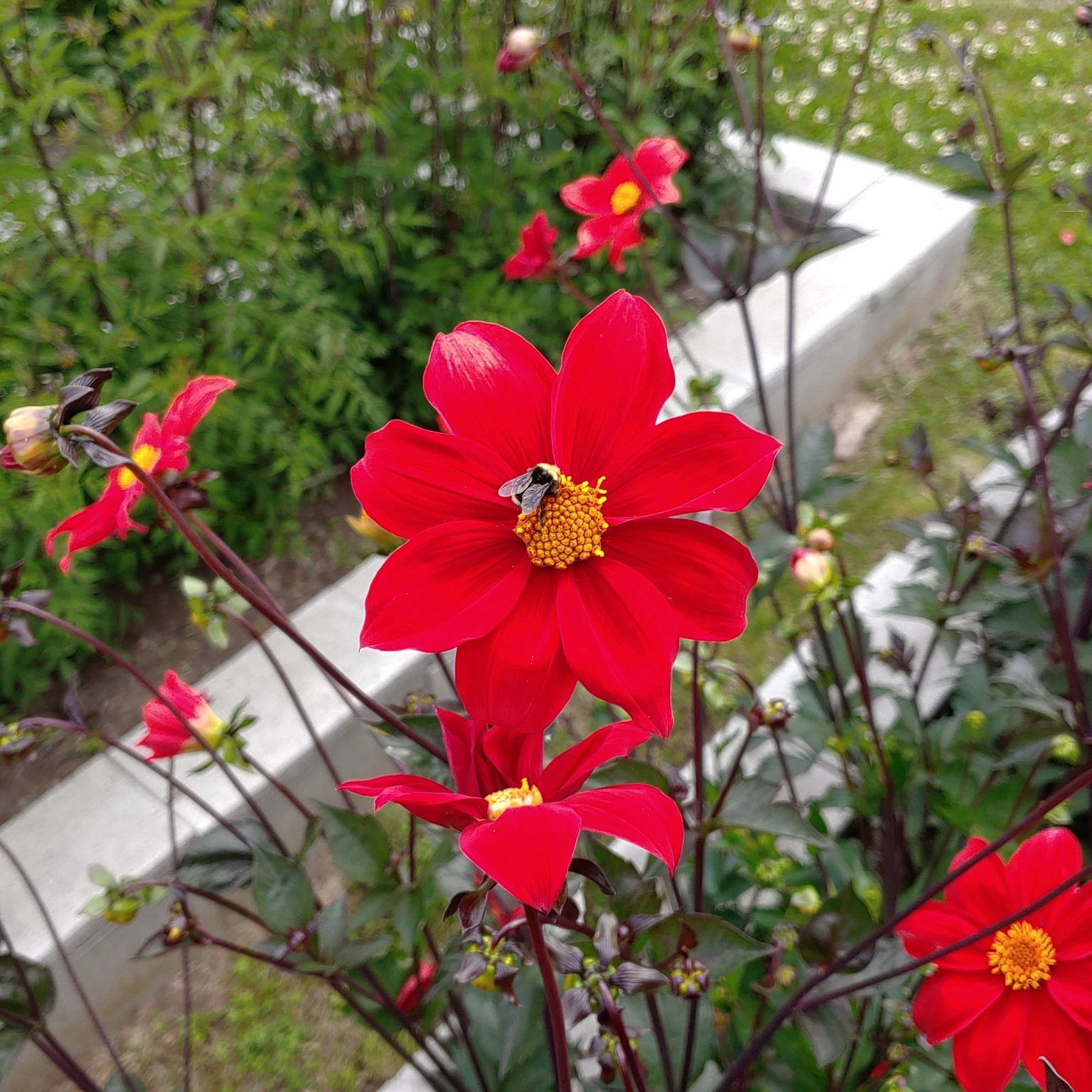Dahlia coccinea flower