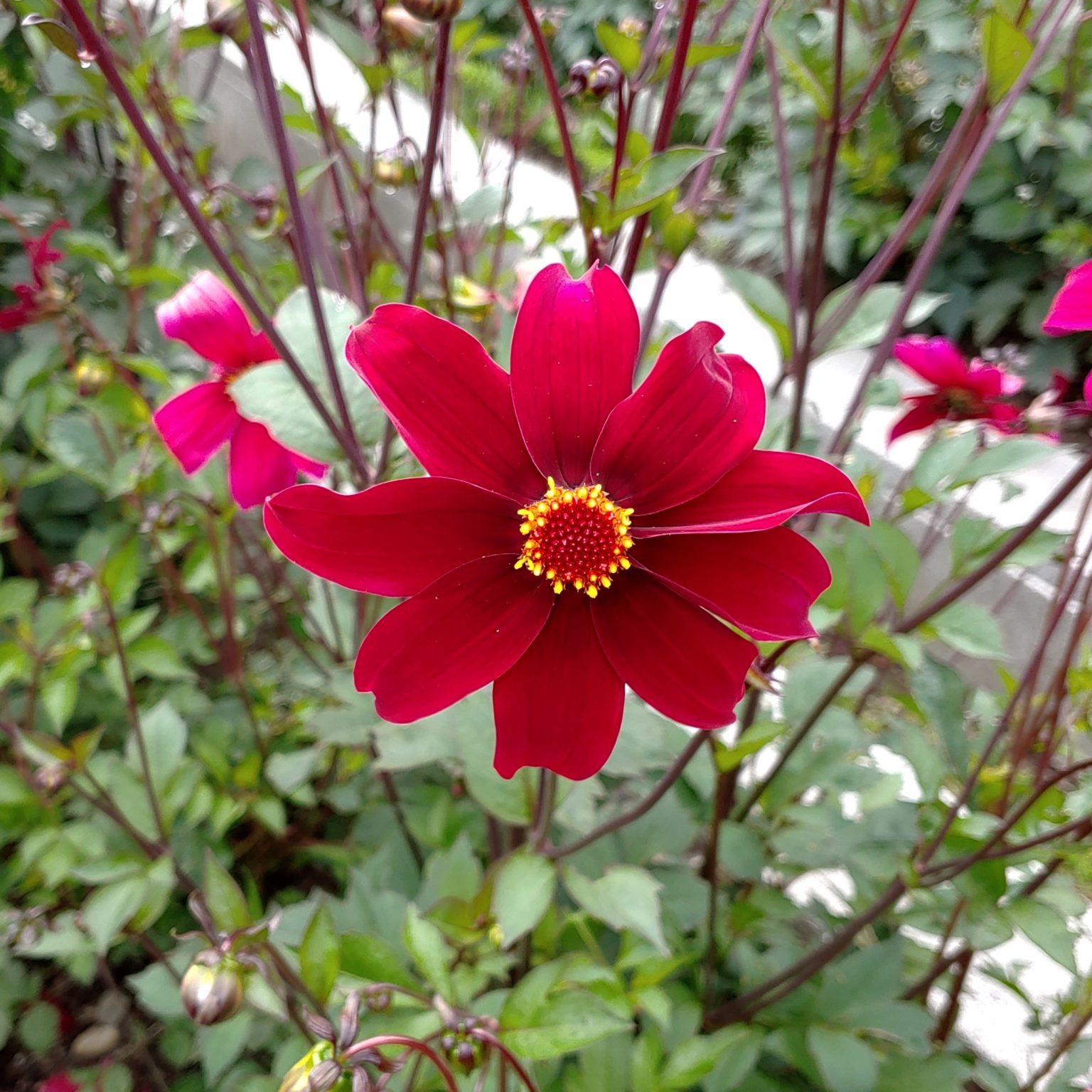 Dahlia coccinea flower