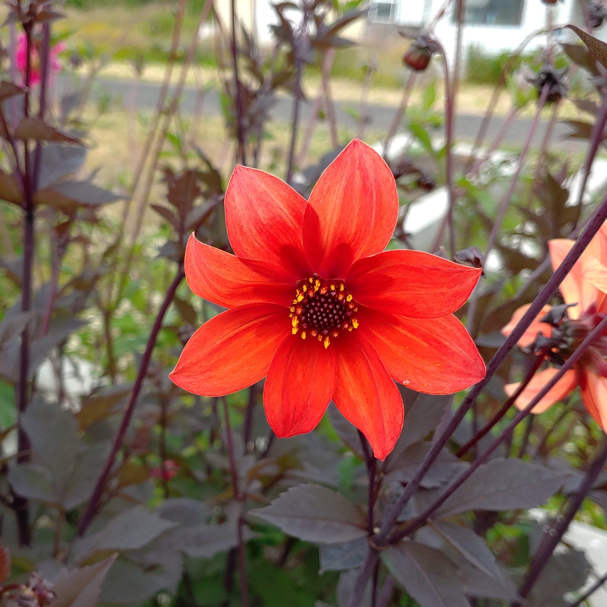 Dahlia coccinea, Edible Breeding Mix Cultivariable