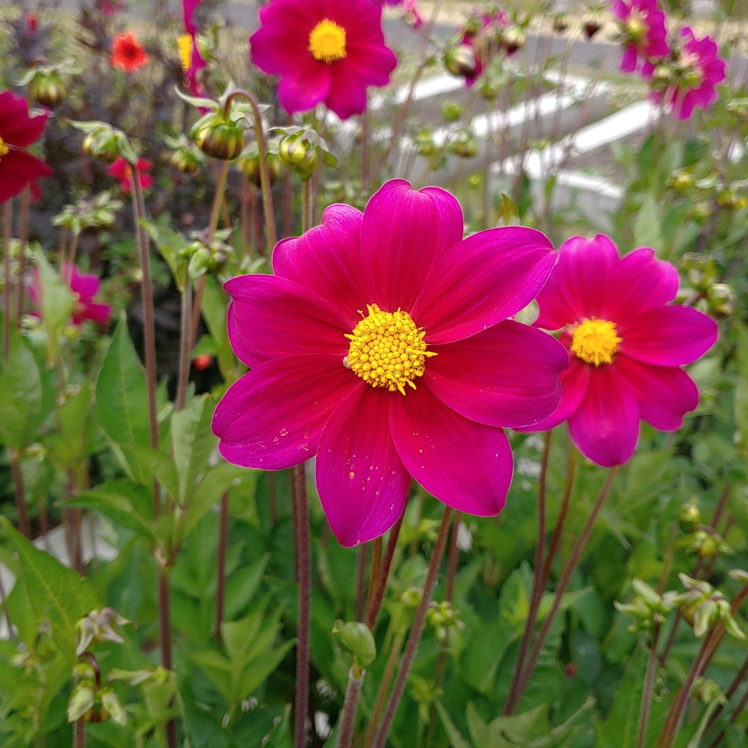 Dahlia coccinea flower