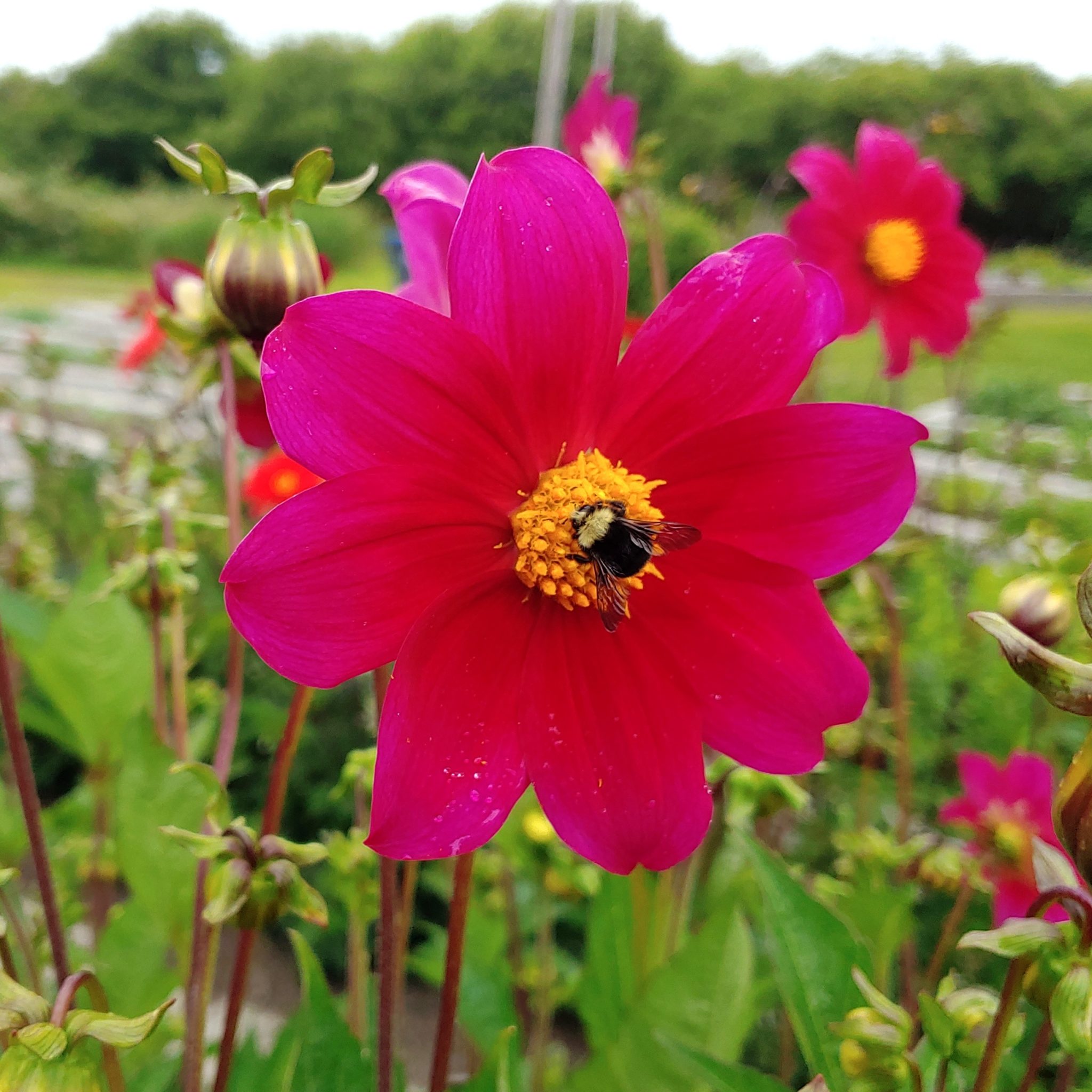 Dahlia coccinea, Edible Breeding Mix Cultivariable