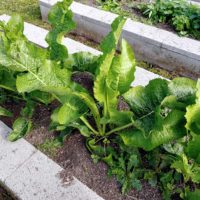 Horseradish, Sibling Mix, 100 seeds