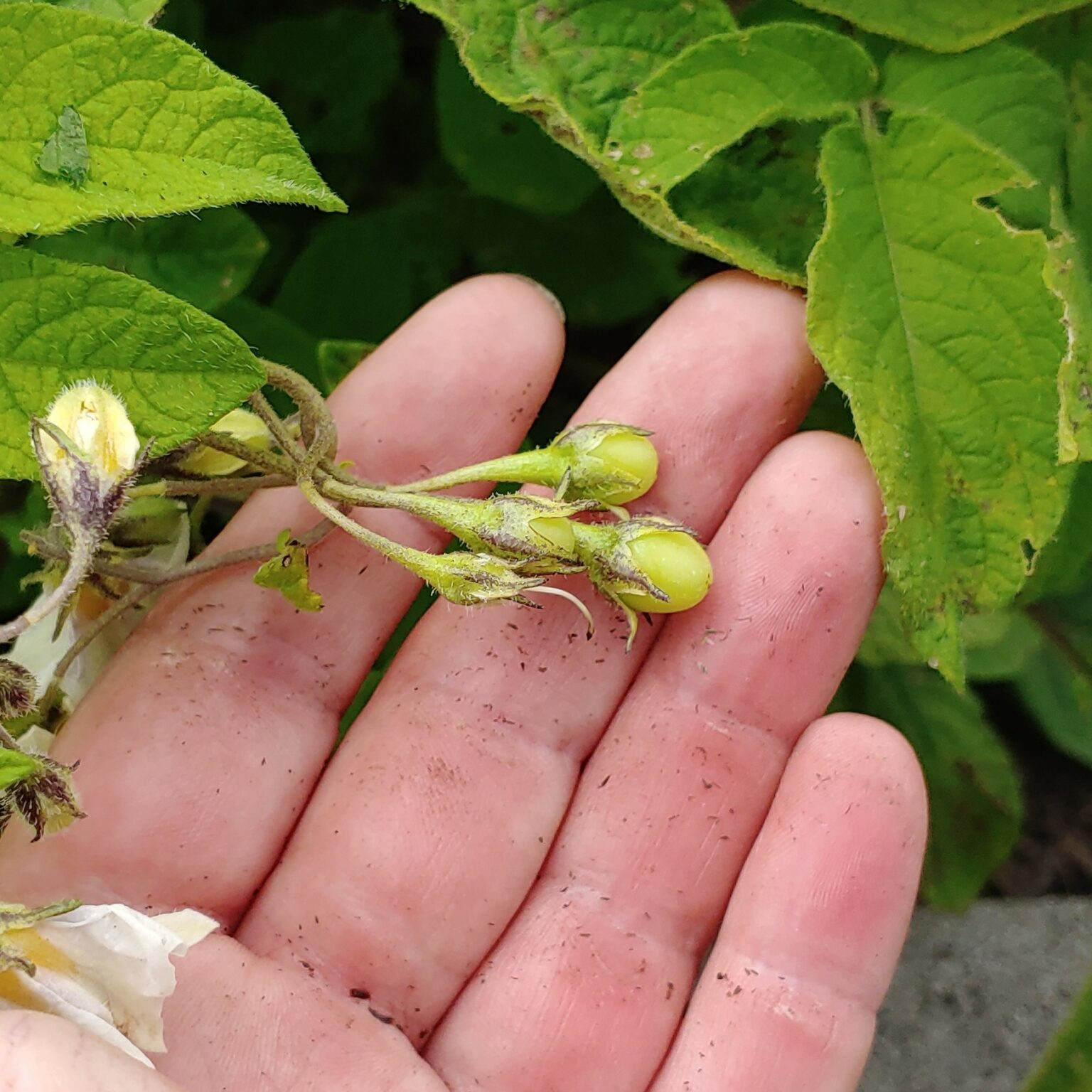 Berries forming on a Solanum maglia x domesticated diploid hybrid