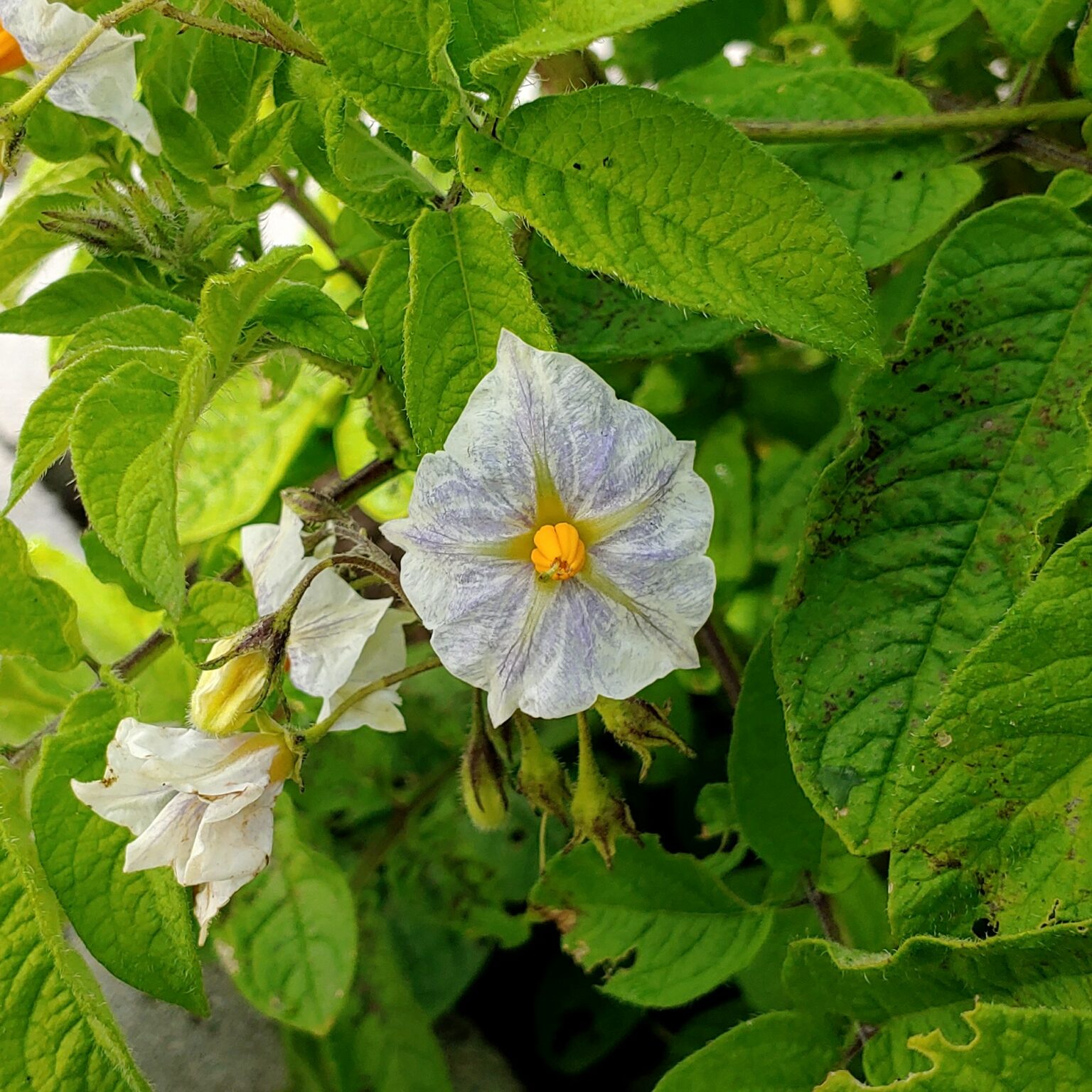 Flower of a Solanum maglia x domesticated diploid hybrid