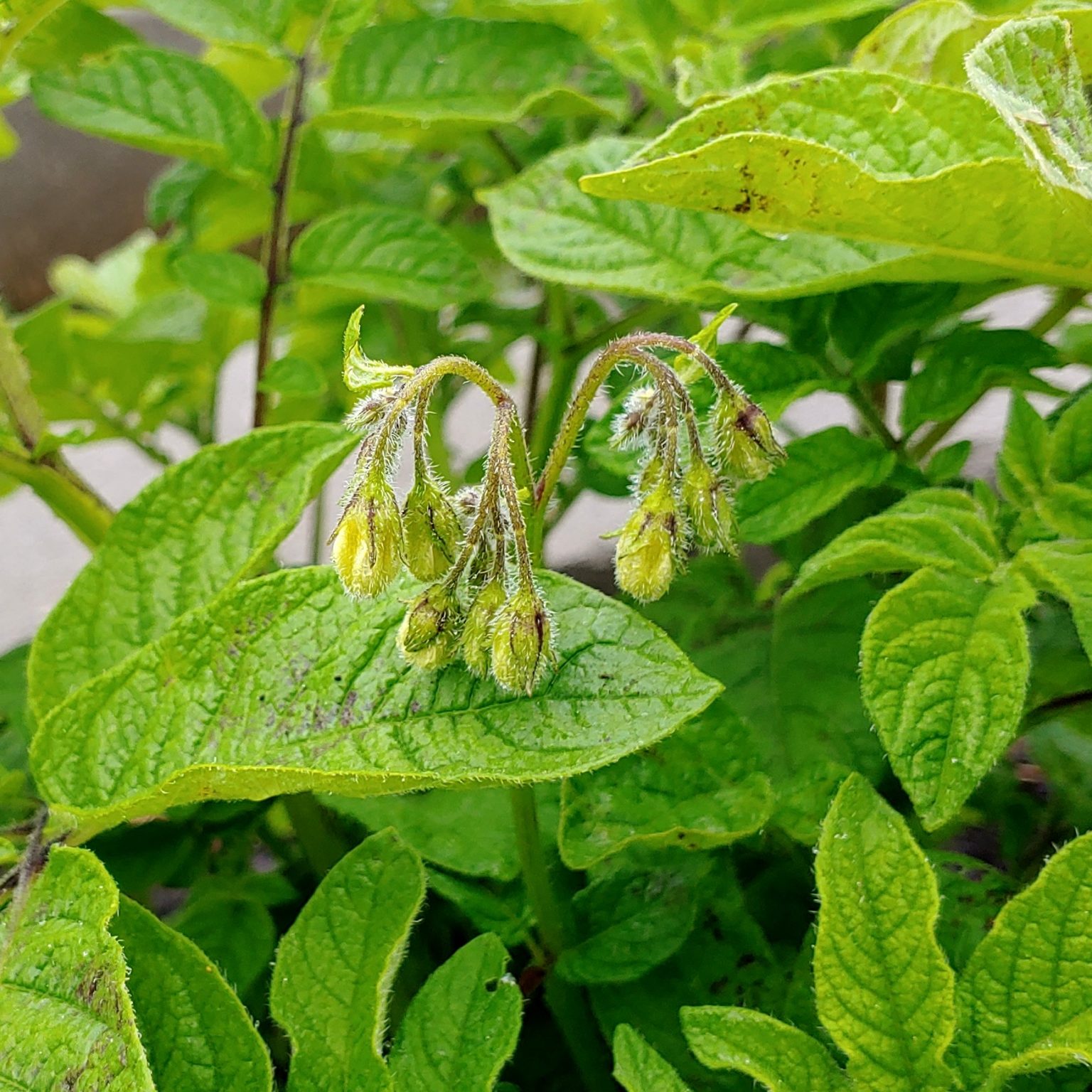Flower buds on a Solanum maglia x domesticated diploid hybrid