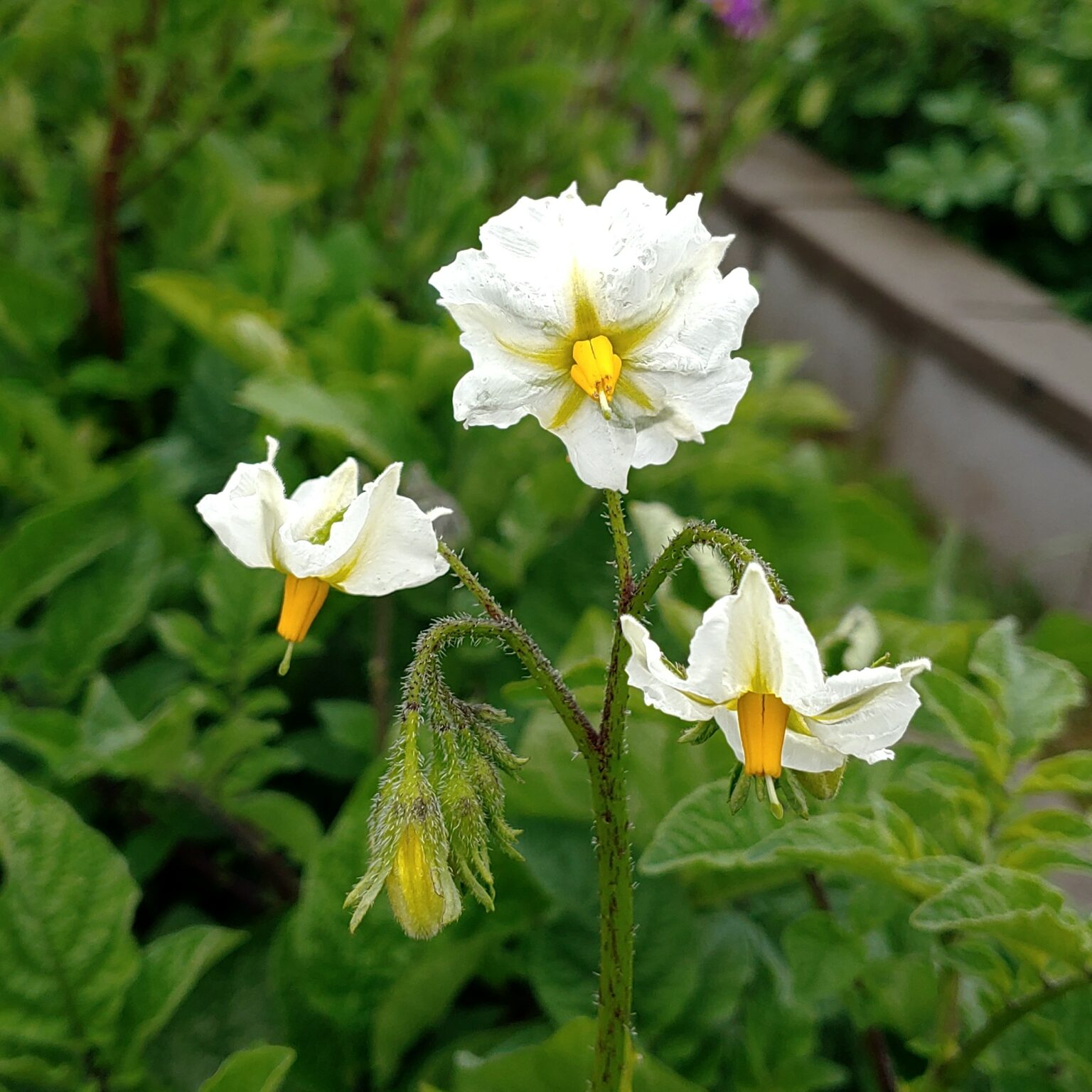 Flower of a Solanum maglia x domesticated diploid hybrid