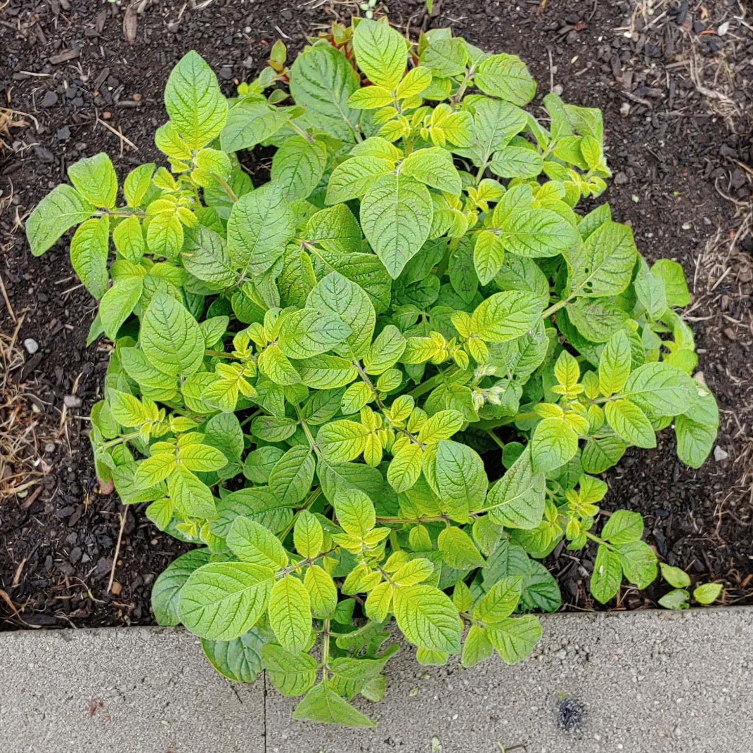 Solanum maglia x domesticated diploid potato hybrid