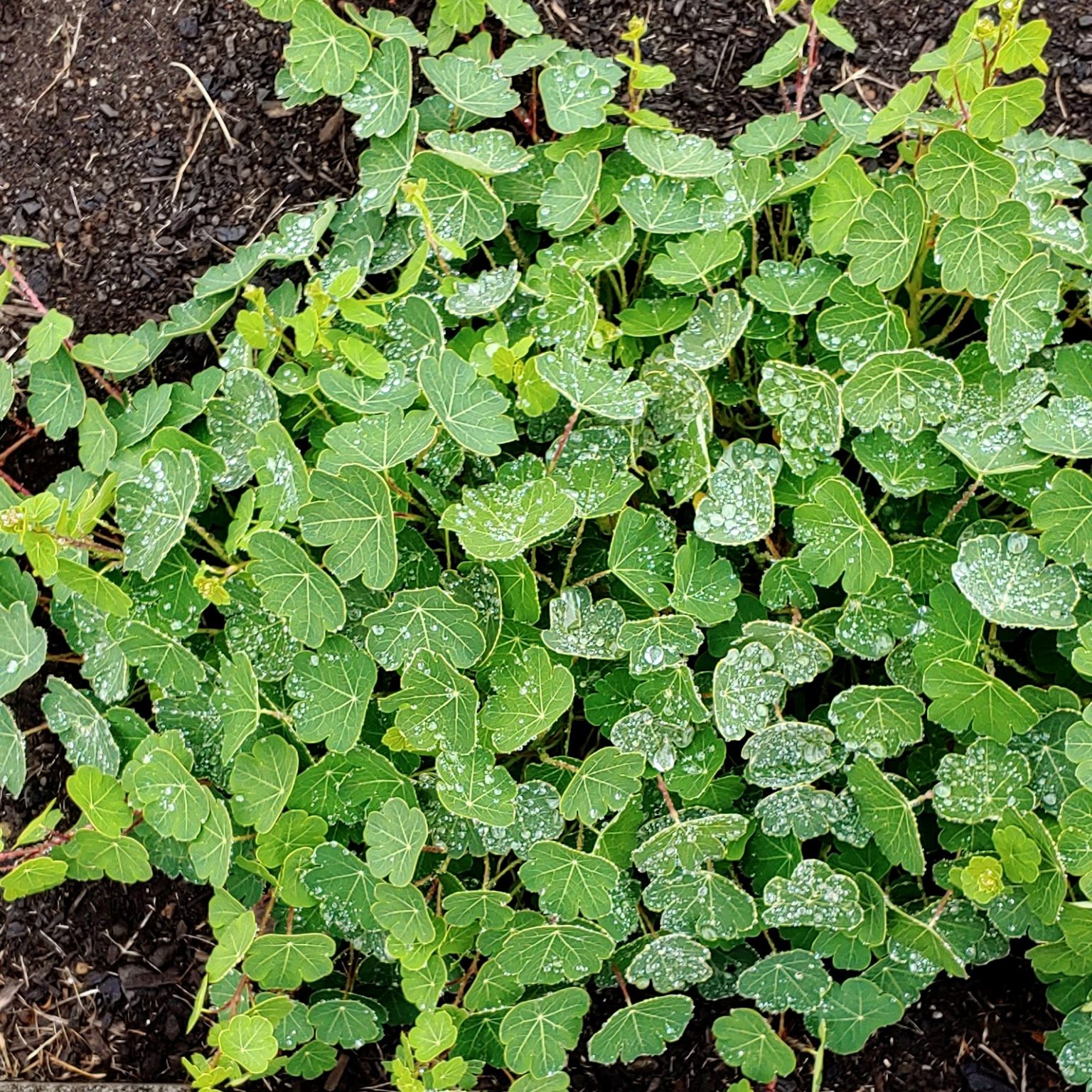 Foliage of the Cultivariable original mashua (Tropaeolum tuberosum) variety 'Ahahawat'