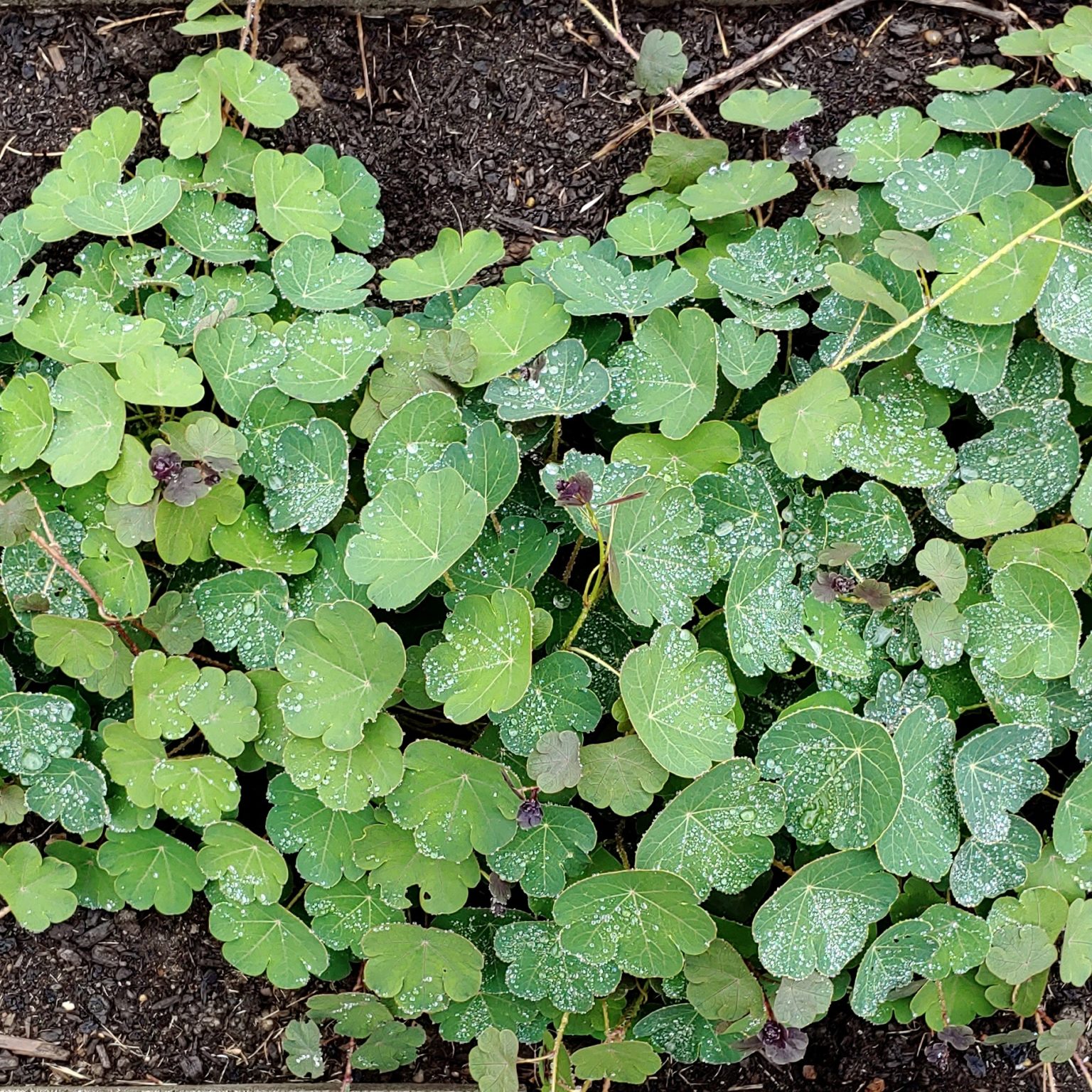 Foliage of the Cultivariable original mashua (Tropaeolum tuberosum) variety 'Chockalilum'