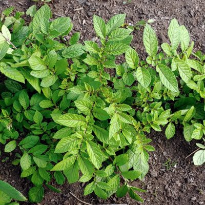 Aerial plant of the Cultivariable original potato (Solanum tuberosum) variety 'Ayock'