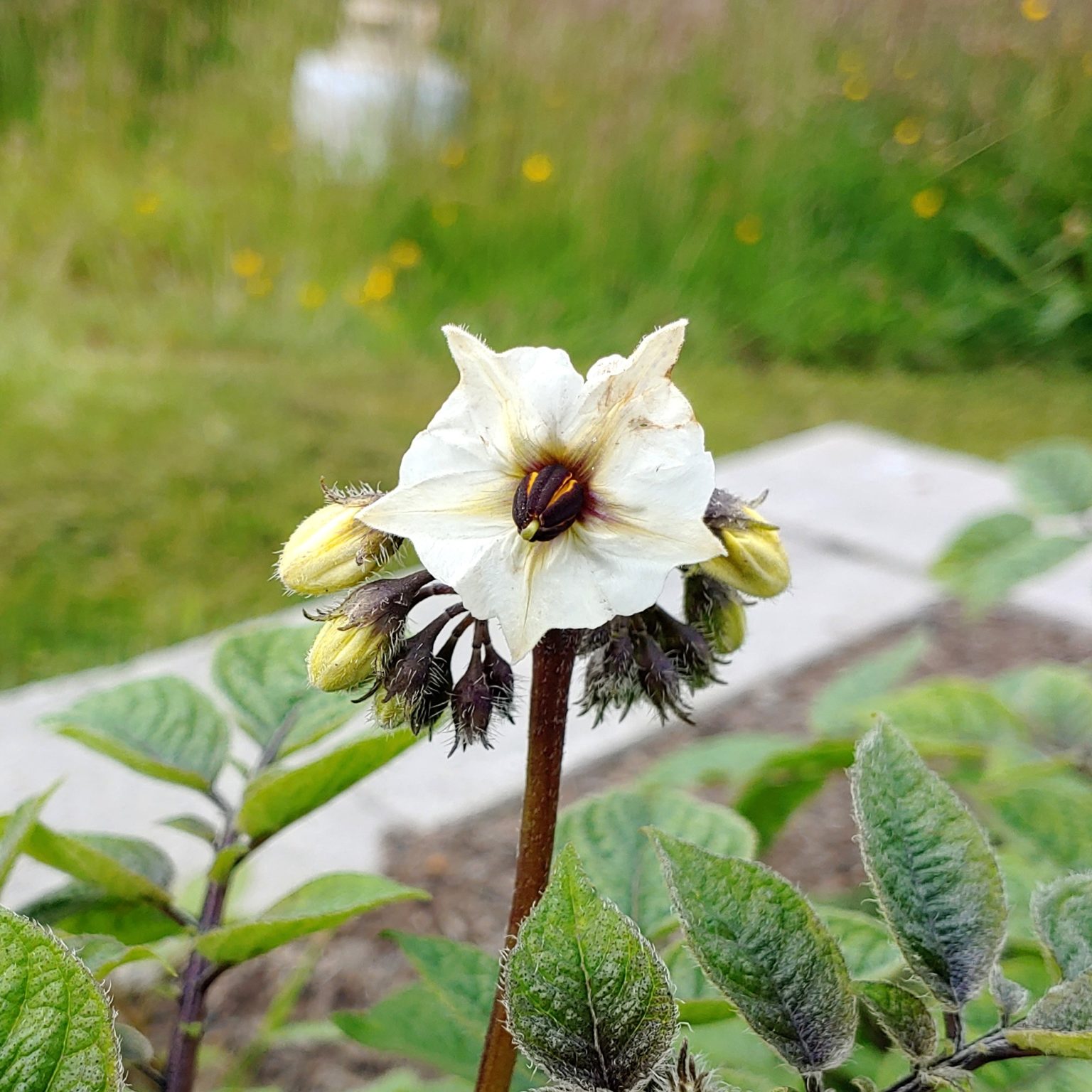 Flower of the Tom Wagner potato variety 'Negro y Azul'