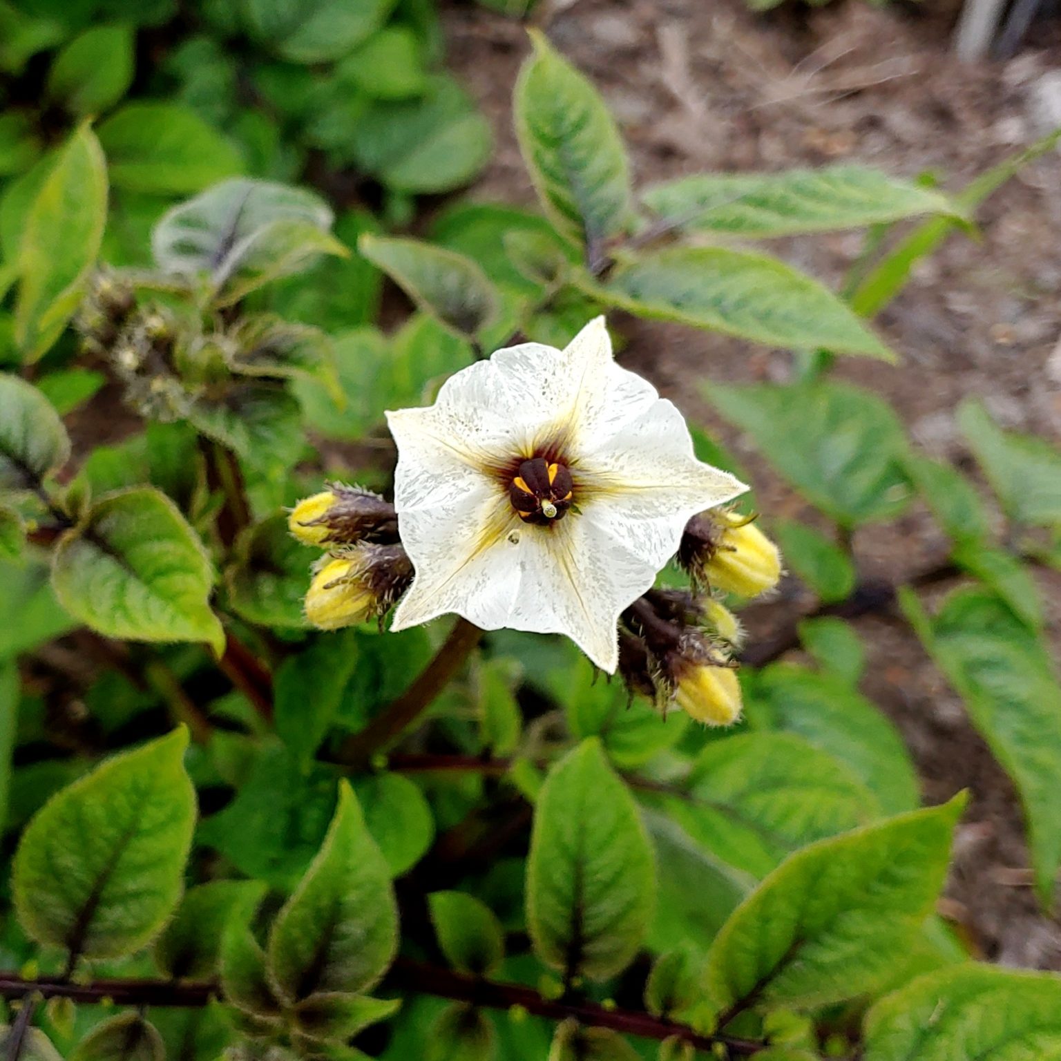 Flower of the Tom Wagner potato variety 'Negro y Azul'
