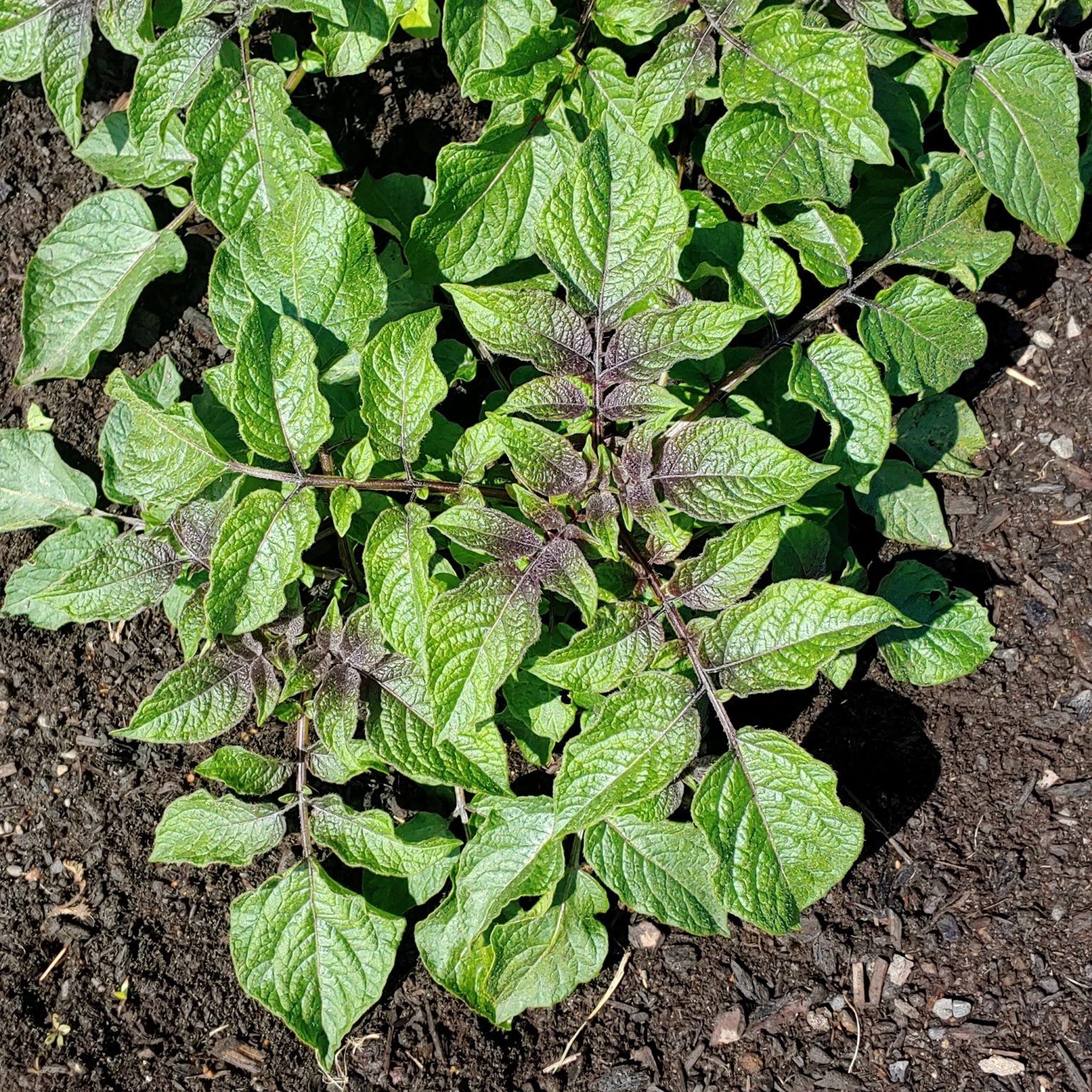 Aerial plant of the Tom Wagner potato variety 'Azul Toro'