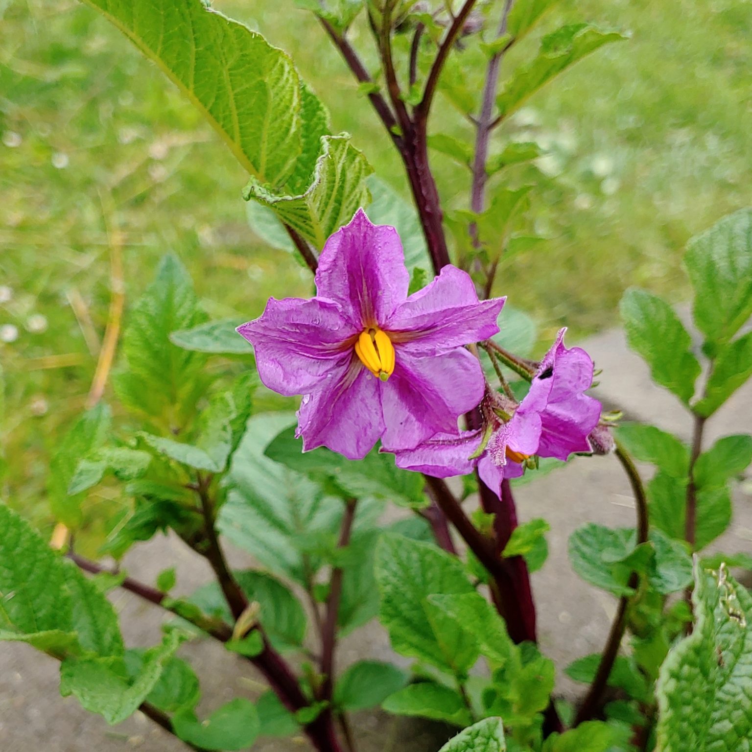 Flower of the Cultivariable original potato (Solanum tuberosum) variety 'Bicolor Fingerling'