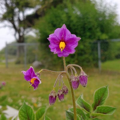 Flower of the Cultivariable original potato (Solanum tuberosum) variety 'Calawah'