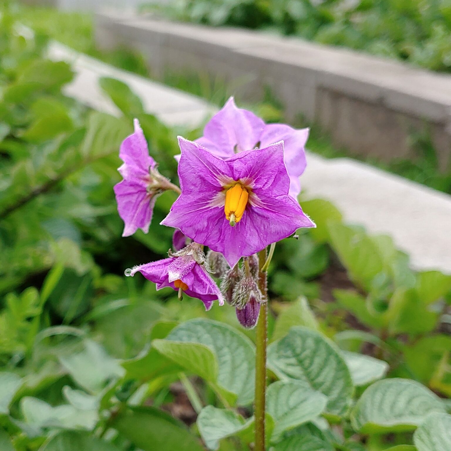 Flower of the TPS potato cultivar 'Clancy'