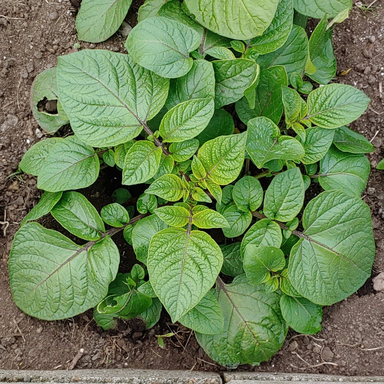 Aerial plant of the true potato seed cultivar 'Clancy'