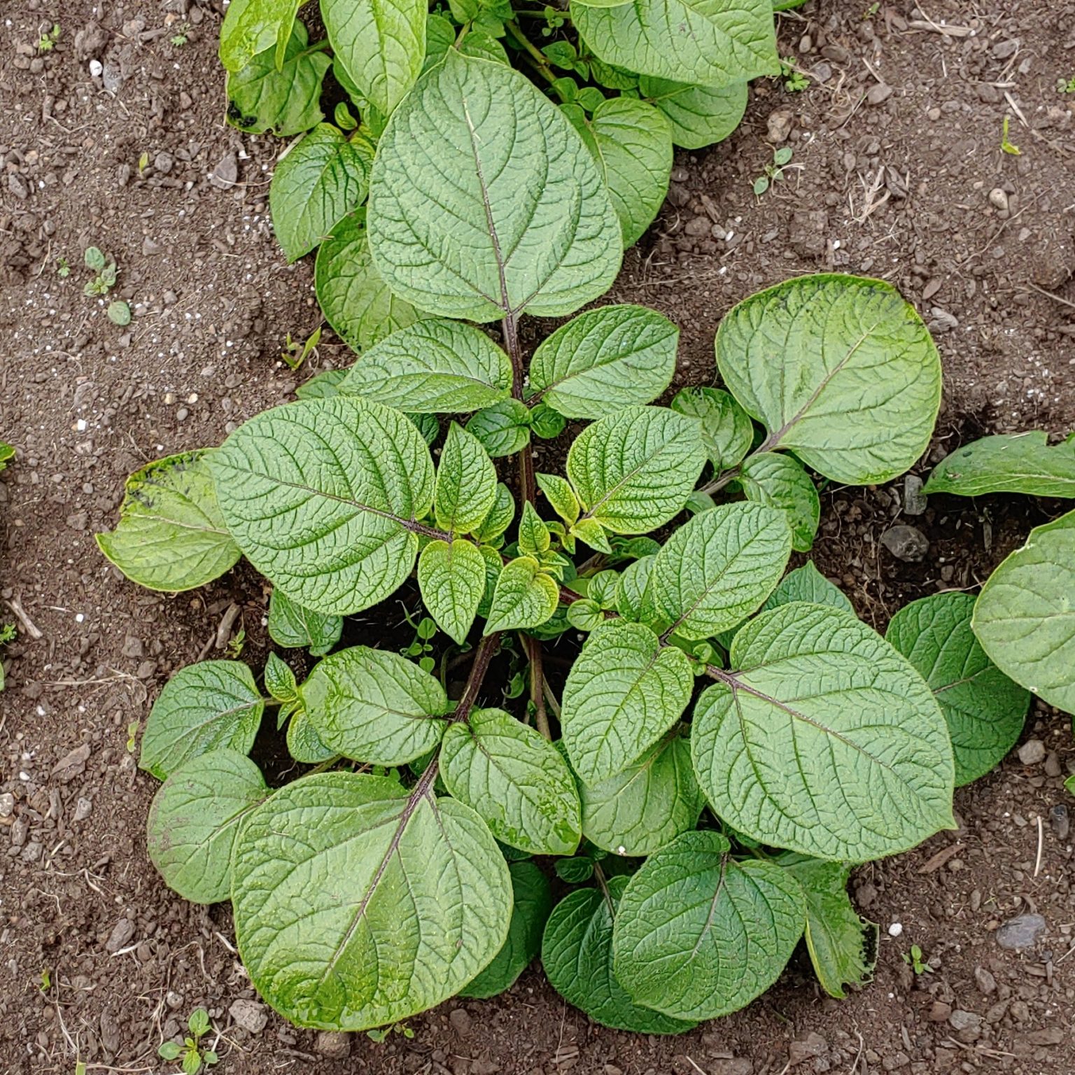 Aerial plant of the true potato seed cultivar 'Clancy'