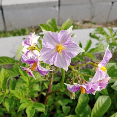 Flower of the potato (Solanum tuberosum) variety Cruza 148