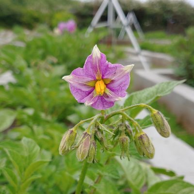 Flower of the potato (Solanum tuberosum) variety 'Cruza 148'