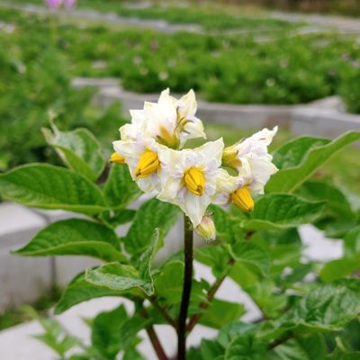 Flower of the potato (Solanum tuberosum) variety 'Desiree'