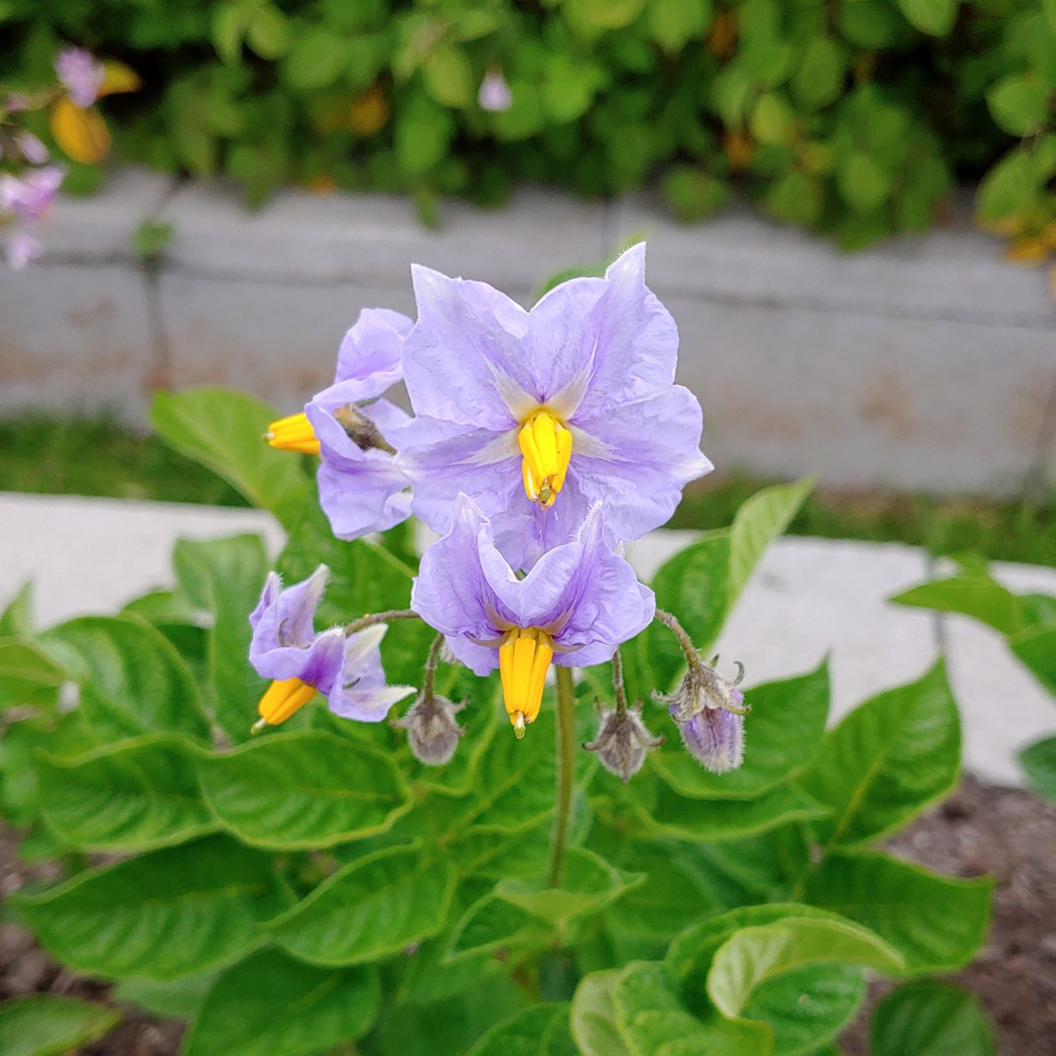 Flower of the potato (Solanum tuberosum) variety 'Gold Nugget'
