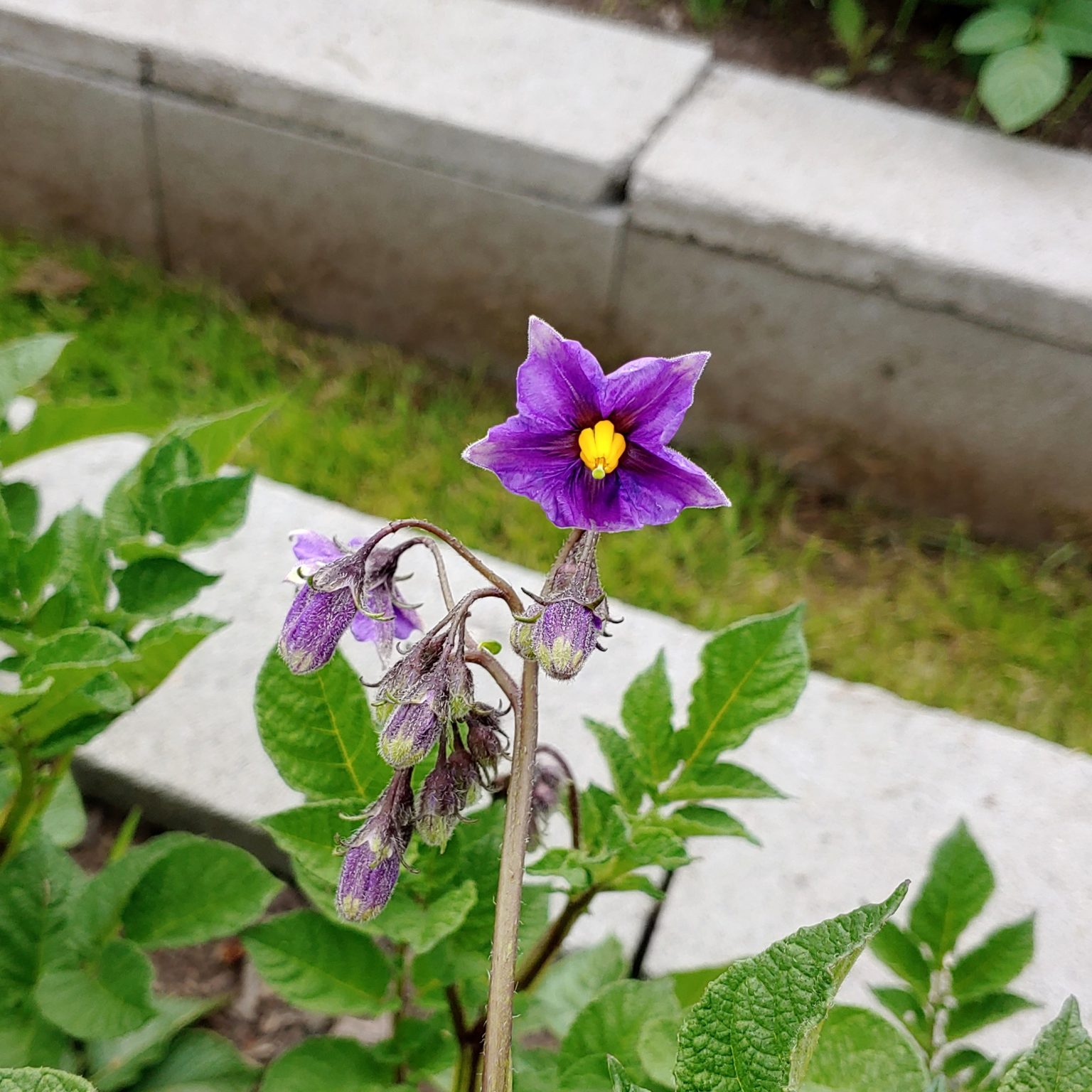 Flower of the potato variety 'Inka Gold'