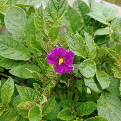 Flower of the potato (Solanum tuberosum) variety 'Jancko Phinu'