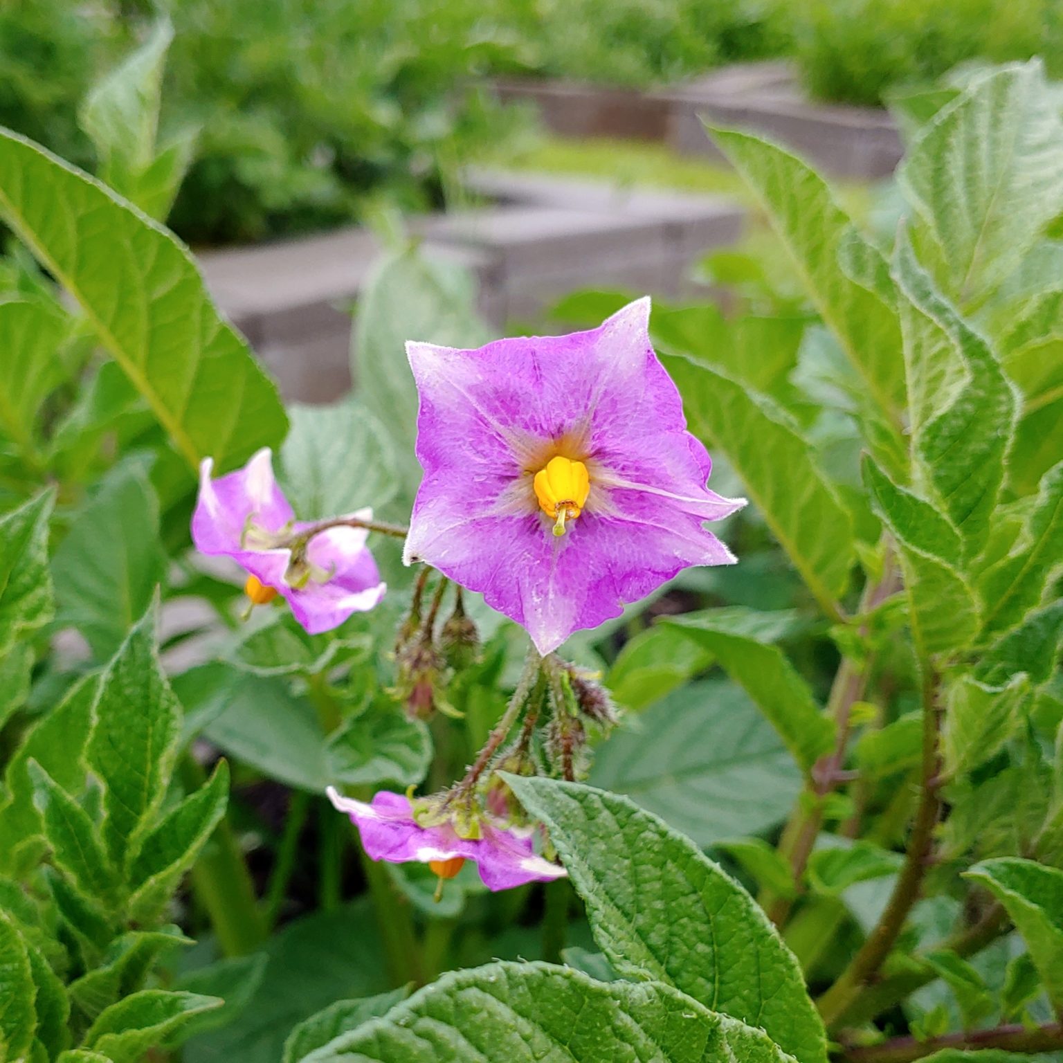 Flower of the potato (Solanum tuberosum) variety 'Kinigi'