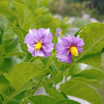 Flower of the potato (Solanum ajanhuiri) variety Laram Ajawiri