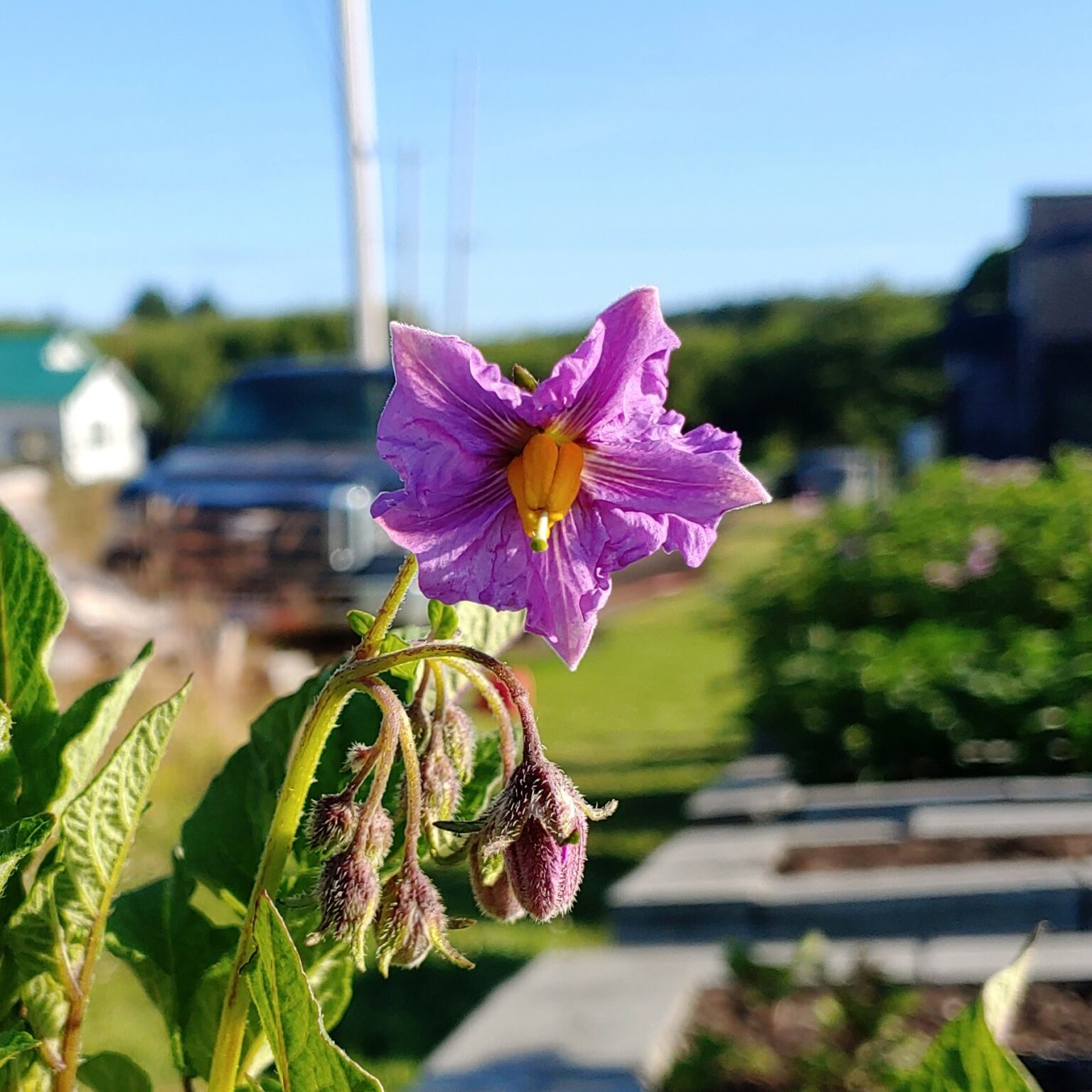 Flower of the potato (Solanum tuberosum) variety 'Llumchuy Waqachi'