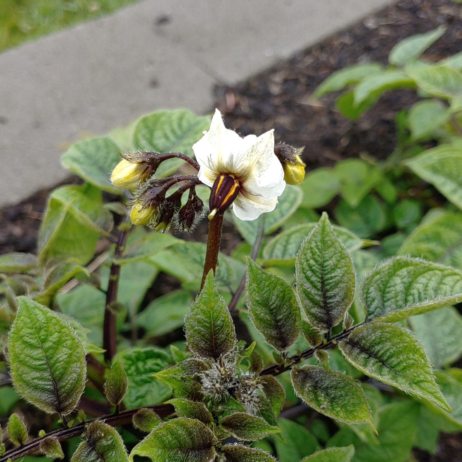 Flower of the Tom Wager potato (Solanum tuberosum) variety Negro y Azul