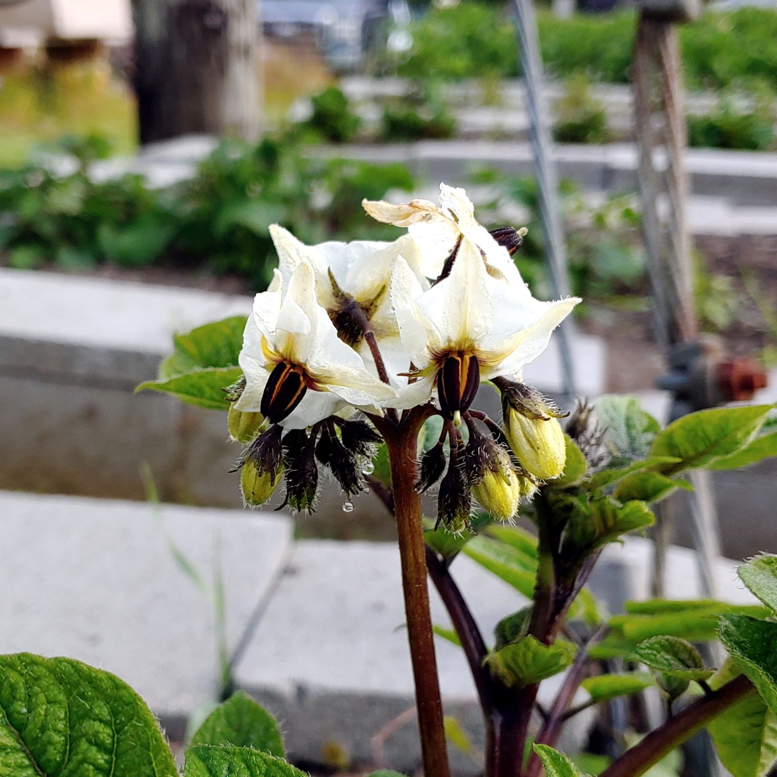 Flowers of the Tom Wagner potato variety 'Negro y Azul'