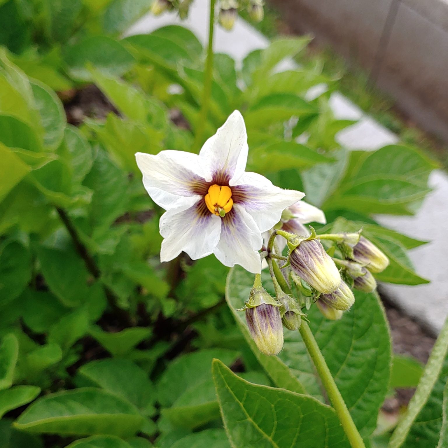 Flower of the potato (Solanum tuberosum) variety 'To-Le-Ak'