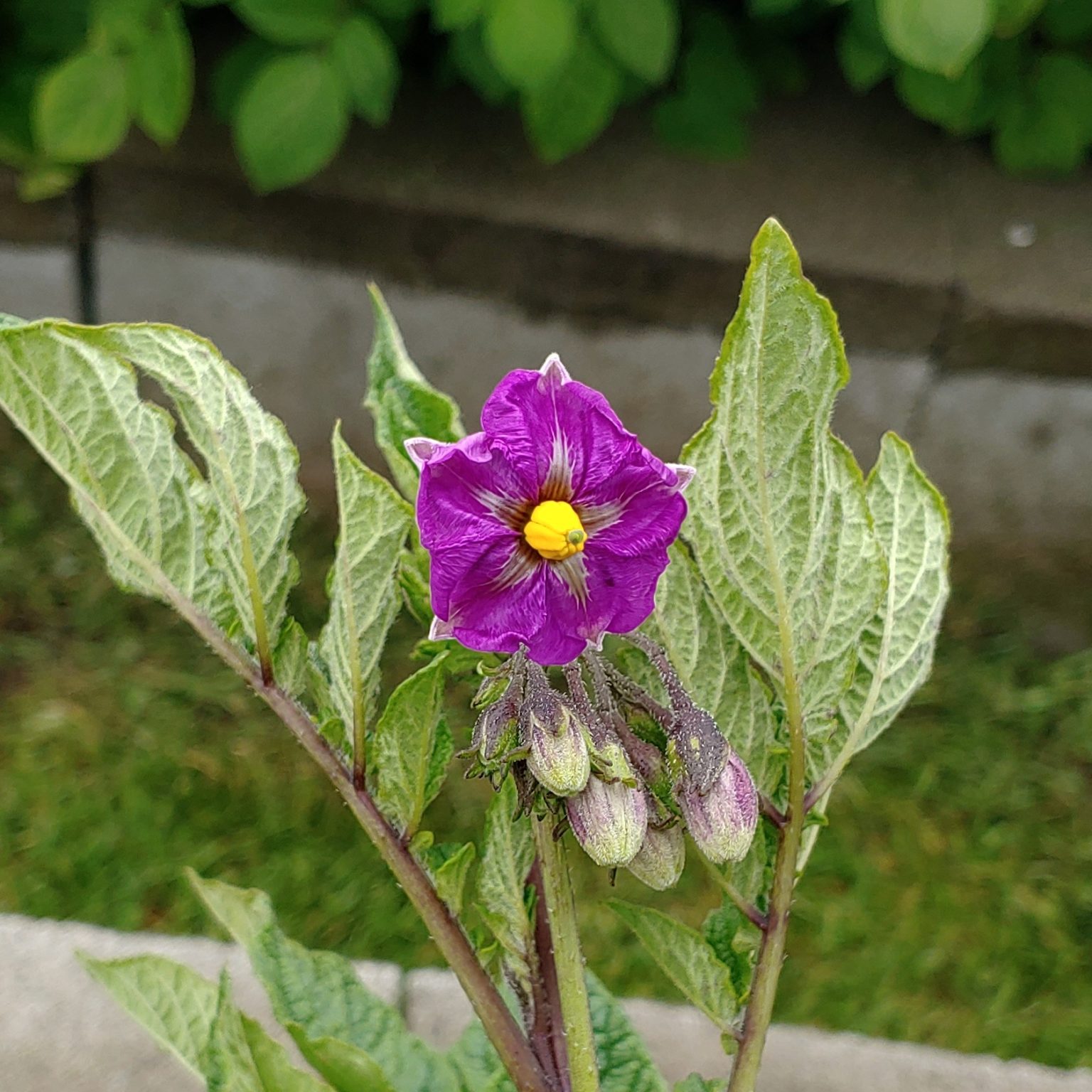 Flower of the triploid potato (Solanum tuberosum) variety 'Tumiri'