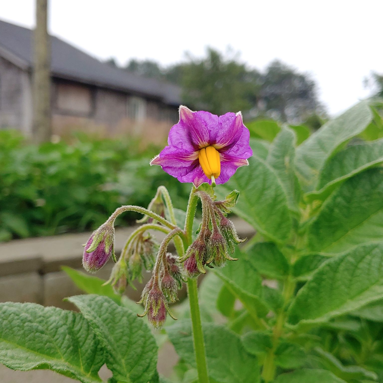 Flower of the potato (Solanum tuberosum) variety 'Yungay'