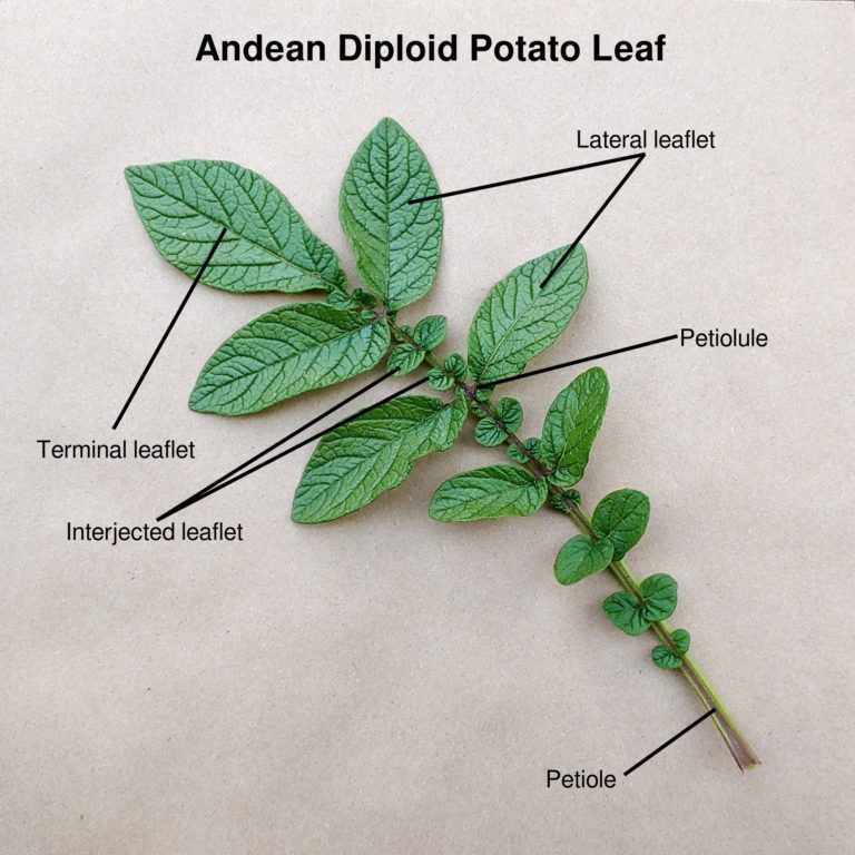A Closer Look at Potato Leaves Cultivariable