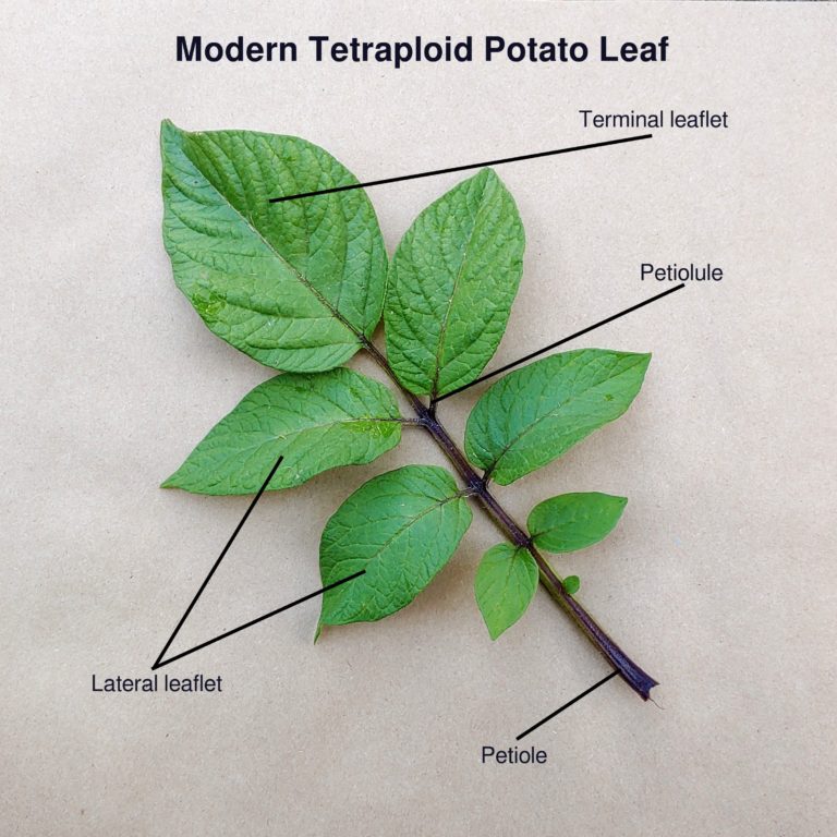 A Closer Look at Potato Leaves Cultivariable